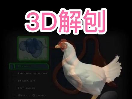 家禽生殖系统#肉鸡 #养殖