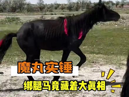 前一秒:为什么给马腿绑住?下一秒新疆和内蒙的网友闻着味就杀过来了。#马 #绑腿 #魔丸