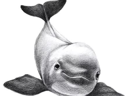 0基础美术爱好者福利,海晨老师教你画素描海豚#美术 #画画 #手绘 #素描 #教程 #简笔画