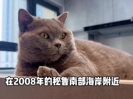 巨齿鲨和利维坦鲸谁更强? #原创动画 #白菜和杜比 #巨齿鲨 #利维坦鲸 #知识分享 #海洋 #远古生物