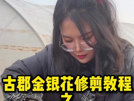 #金银花修剪技术 第一年入盆后#金银花修剪技巧 #盆景 老桩修剪教程