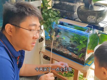 45鱼缸养鱼:1周都会喂食一些红线虫,泥鳅特别爱吃,一直这样做#造景鱼缸 #草缸造景 #原生造景 #开缸 #水草缸 #鱼缸里的大自然 #玻璃中的大自然 #草缸 #造景 #养鱼日记