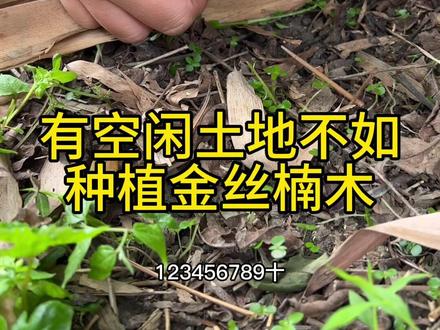 10多年可以长到18-公分左右。家有空地,可以种植。除了前期需要浇水,后期基本不用打理#金丝楠木树苗
