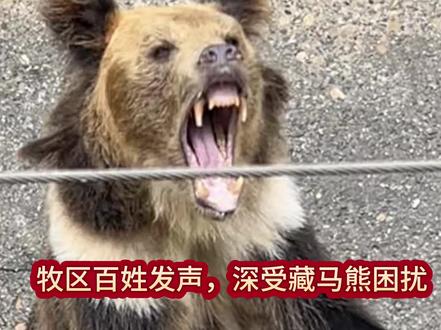 牧区百姓发声,深受藏马熊困扰 @国家林业和草原局 @人民日报 @央视新闻 @中国野生动物保护佳木斯富锦团队 @青海林业和草原局
@央视新闻调查 #藏区狗熊 @抖音媒体内容优推官 #正能量传递