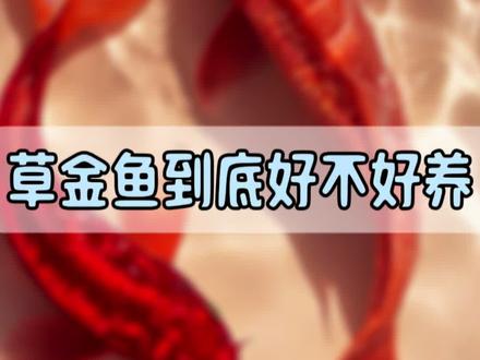 草金到底好不好养 草金真的好养吗#养鱼 #新手养鱼 #观赏鱼