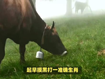 起早摸黑打一准确生肖! #内容启发搜索