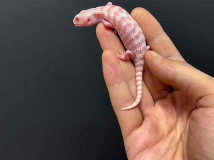 还有没有更贵的食物#蓝舌石龙子 #非洲牛蛙 #异宠 #松果蜥