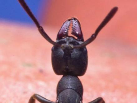 有谁研究过,通过啥方式报信的吗? #行军蚁