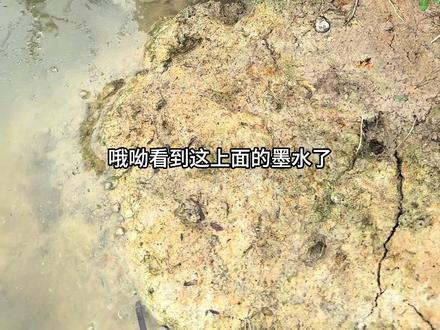 这个力好大 双手差点没拉住#户外钓鳝#真实户外