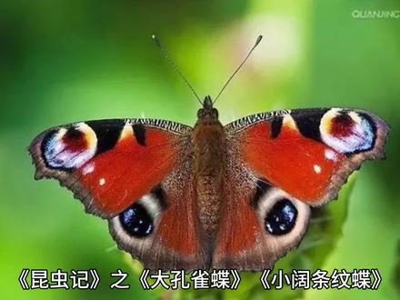 《昆虫记》之《大孔雀蝶》《小阔条纹蝶》