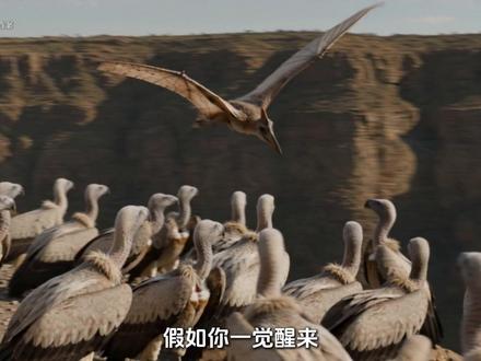 假如你一觉醒来,变成一只风神翼龙,你能统治非洲的天空吗? #风神翼龙 #史前巨兽 #科普 #恐龙 #神奇动物在抖音