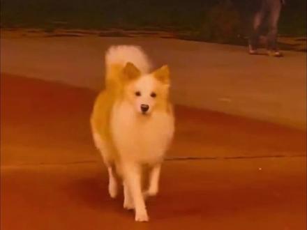 原来一见钟情是真的#边牧#狗狗#萌宠#可爱到爆炸💥 #狗