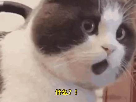 续火花能免单吃自助?!!#续火花 #龍歌 #闺蜜 #万万没想到