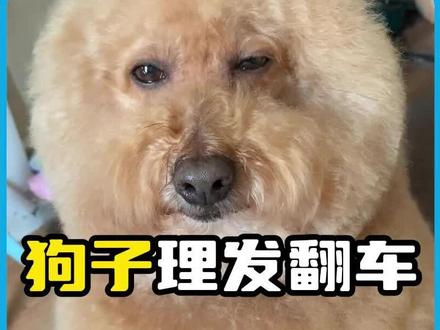 狗子理发翻车名场面,没有谁能笑着离开理发店#狗狗 #狗狗的心思都写在脸上了 #狗子的迷惑行为 #看一遍笑一遍 #专治不开心