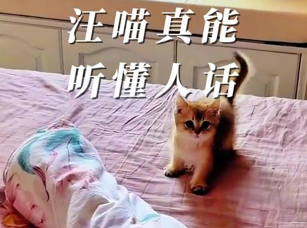 汪喵真能听懂人话啊#能听懂人话的喵星人 #猫咪成精了 #动物的迷惑行为