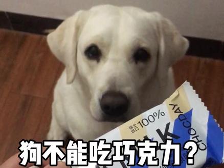狗到底能不能吃巧克力?吃多少会中DU?
#拉布拉多 #养狗小知识