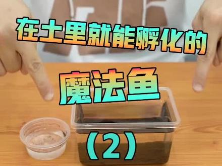 魔法鱼后续来了!这怎么和我想象中的不一样啊??#魔法鱼 #测评