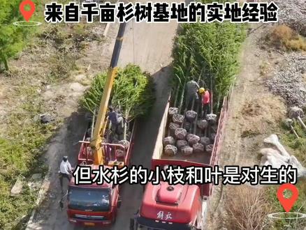 水杉、落羽杉、池杉、中山杉有什么区别?
#水杉树 #苗木基地 #园林绿化