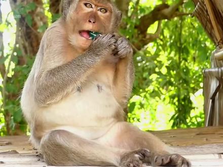 猴哥抢来游客打火机,结果错把打火机当啤酒,结局太搞笑了
#猴子搞笑视频 #动物迷惑行为#神奇动物在抖音#搞笑动物