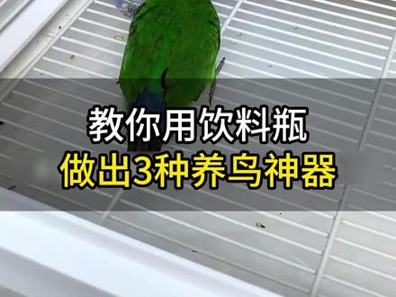 一分钱不花,教你用饮料瓶做出3种养鸟神器!#鹦鹉知识 #养鹦鹉 #鹦鹉 #科普 #神奇动物在抖音