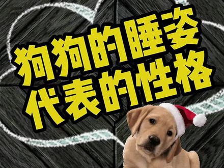 狗狗的睡姿代表什么性格呢#狗狗 #萌宠 #宠物知识 #宠物 @DOU+小助手