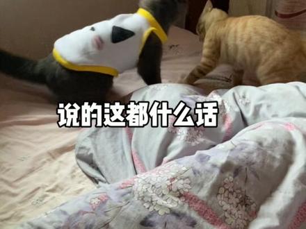 从小就是rapper#rapper猫 #萌宠出道计划 #黑加仑