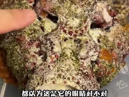 石头鱼,学名“玫瑰毒鲉”,因其像玫瑰花一样长有刺,且有毒,故而得名。它是世界上最毒的鱼之一,其背鳍上的毒刺含有剧毒的神经毒素,能够轻易穿透鞋底并刺入脚掌,使人很快中毒并一直处于剧烈的疼痛中,严重情况下可能导致死亡。
石头鱼主要分布在中国南海、东海、黄海和渤海,常栖息于平静的浅水区、泥泞的海底、珊瑚礁或者岩礁下。它的外形丑陋,体貌甚丑陋,活像一块石头,蛰伏在海底石堆中,不易被发觉。
石头鱼的捕食方法独特,它会伪装成一块不起眼的石头,等待猎物靠近,然后突然发动攻击,一口吞下猎物。
在食用方面,石头鱼虽然丑陋,但却肉质鲜嫩,没有细刺,营养价值很高,有生津、润肺的药用功效。其鱼肚个大味美,亦为珍品,可烹制多种宴上名肴。
需要注意的是,石头鱼的背鳍、腹鳍和鳃盖都含有毒刺,这些毒刺的毒液对人体有一定的危害,可能引起皮肤瘙痒、红肿、疼痛等症状,严重时还可能出现呼吸困难、昏迷等现象。因此,在处理和食用石头鱼时,需要格外小心,避免被毒刺扎伤。#快来一起尝个鲜 #大海的馈赠 #赶海 #一起泡温泉