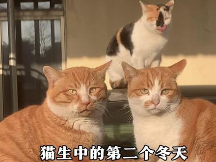 这是关于我们的两年 #橘猫 #我和流浪猫的故事