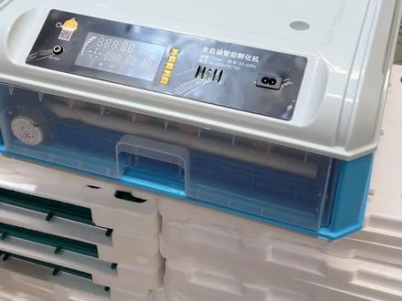 教大家几个孵化的要点! 教大家几个孵化的要点!孵化做不好的老板,一定认真看这个视频,尤其是最后一点!一定牢记!#孵化鸡蛋 #全自动智能孵化器 #孵化器全自动家用 #孵化器 #在家孵化小鸡