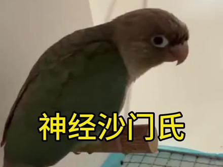 神经沙门氏#小太阳鹦鹉