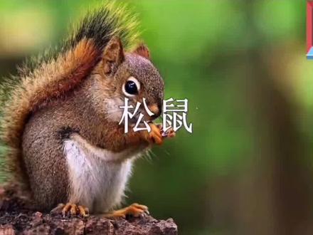 部编人教版五年级语文上册第五单元第二课《松鼠》#松鼠 #松鼠桂鱼 #松鼠小镇 #探索宇宙 #太阳妹妹 #部编