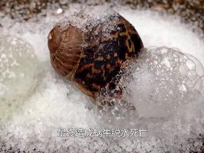 蜗牛为何会遇盐化水?蜗牛究竟是益虫还是害虫?{上篇} #科普一下 #蜗牛