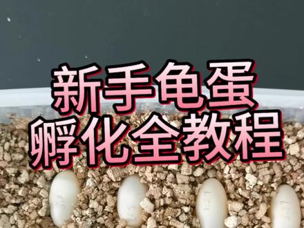 新手孵龟蛋总是失败?
一期保姆级全程实操教程,新手零门槛看懂
挖蛋、配蛭石、入孵一步到位
避开两大孵化大坑,轻松坐等小龟出苗✨
#龟蛋孵化 #新手养龟 #龟蛋孵化教程 #养龟干货 #爬宠孵化