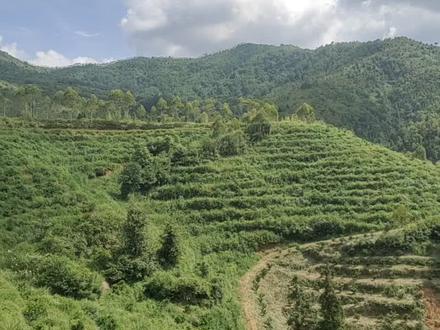 罕见的金牛转车入首龙,《玉髓真经》曰:“金牛转车处,金是土星自为主。此机玄妙要先明,富贵须从此地生,若究贵龙寻觅看,前吉星辰须变乱。乱后终须金体生,生得分明龙始成。却有贵人从此出,富贵双全家厚实。"