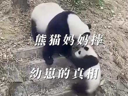 每天都被亲妈摔打,这只小熊猫到底做错了什么? #熊猫 #动物情感 #万物有灵