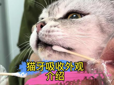 猫牙吸收外环介绍 #猫牙吸收 #猫拔牙 #猫牙齿肉芽组织 #猫牙吸收治疗