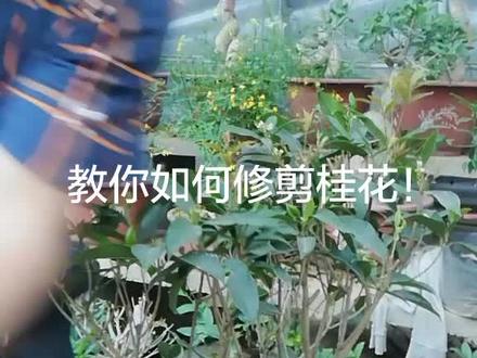 教你如何修剪桂花!