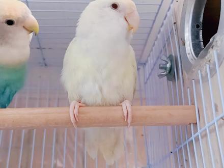 牡丹鹦鹉“日银”变“日本桃”,成年后才显出真容——淡化日本桃 #牡丹鹦鹉