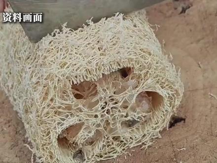 丝瓜络只能洗碗、入药?格局再打开!中国科学家发现丝瓜络可助战机隐身#丝瓜络 #战机 #军事 #科学发现 (剪辑:实习生贺婉钦)