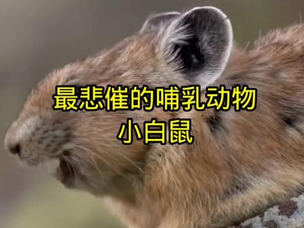 最悲催的哺乳动物——小白鼠 #小白鼠