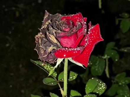 #残花#剪映图片设计
一半热烈盛放,一半归于荒芜,像我们半途作废的爱意残花玫瑰爱情