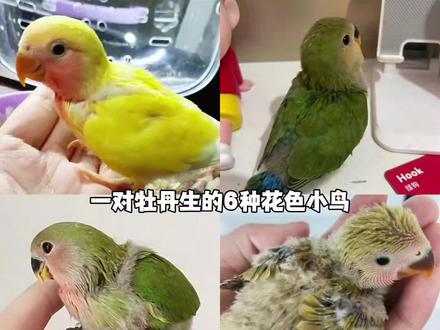 我家这对牡丹鹦鹉生了6种花色的小鸟,绿桃公配红面美桂母,出了黄桃、绿桃、黄金面、绿金面、红面美桂、白面美桂(同对种鸟不同窝),鹦鹉配对遗传的基因太神奇了#牡丹鹦鹉分辨颜色 #牡丹鹦鹉品种 #牡丹鹦鹉繁殖 #牡丹鹦鹉幼鸟 #牡丹鹦鹉基因
