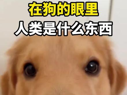 在狗子眼里人类到底算什么东西#狗狗是人类最好的朋友 #狗狗的心思 #狗狗有什么坏心思呢 #科学养宠攻略 #新手养狗
