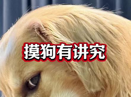 摸狗记住三摸三不摸 #养狗经验分享 #养宠进阶指南 #养狗小知识 #萌宠 #新手养狗