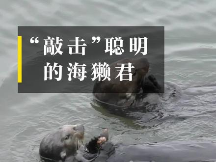 贝壳吃得饱,生活过得好~ #国家地理 #海獭