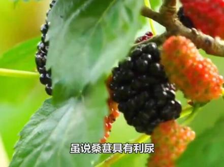 桑果里面确实有虫子,看完这个视频你就明白了。#桑葚熟了