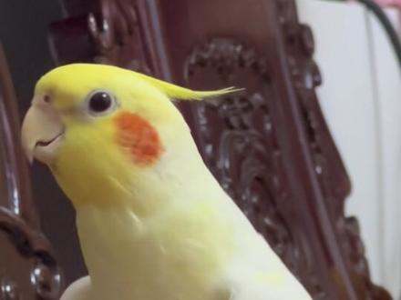 给大家录了一个纯享版咕叽咕叽 有需要的朋友们循环播放给你的小鸡学习吧~ #鹦鹉鹦鹉萌萌哒逗鹦鹉 #手养玄凤鹦鹉 #小玄凤的日常 #这只小鸡看上去不太聪明的样子 #鹦鹉🦜