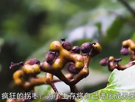 疯狂的拐枣:为了生存将自己进化成另类,为何如今很难见到?