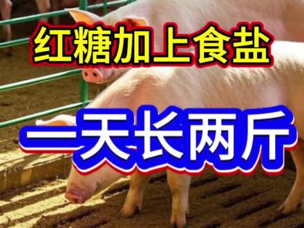 冬季养猪不发愁,红糖加食盐,一天长两斤#养猪#养猪人#养猪不容易#科学养猪