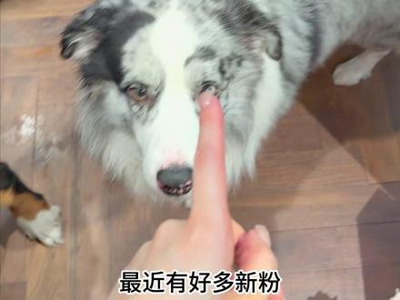 家里四只茶杯犬的介绍来啦!! #边牧 #金毛 #萨摩耶 #伯恩山 #缅因